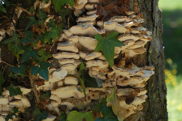 Fomitopsis iberica Melo & Ryvarden